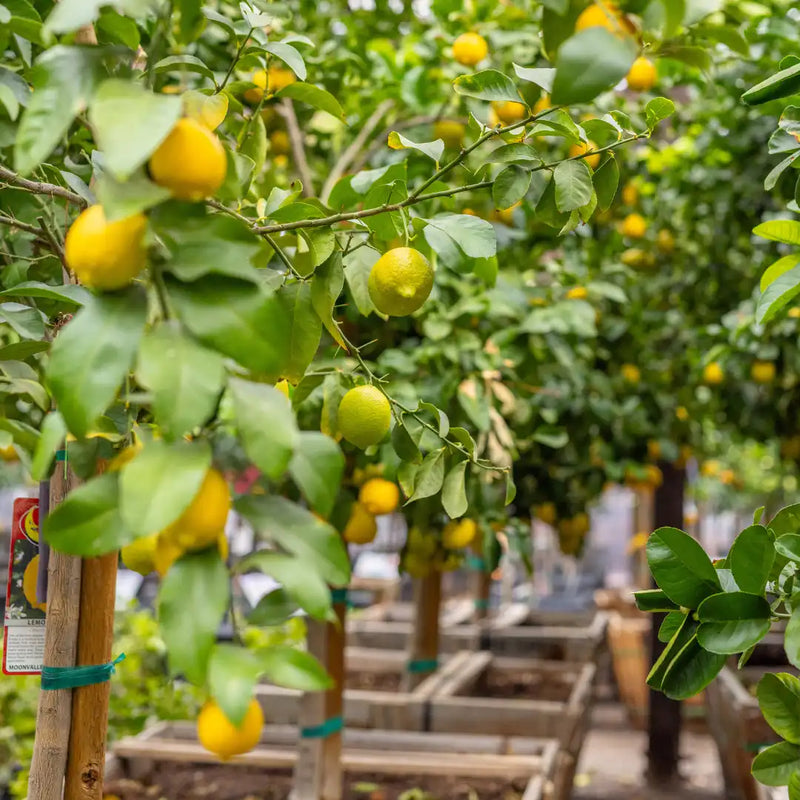Ponderosa Lemon Tree Planting Seeds Grow Your Own Citrus Indoors or Outdoors
