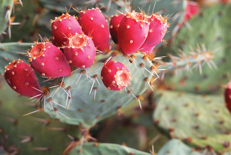 Opuntia Pink Cactus Seeds for Planting | Unique Desert Plant
