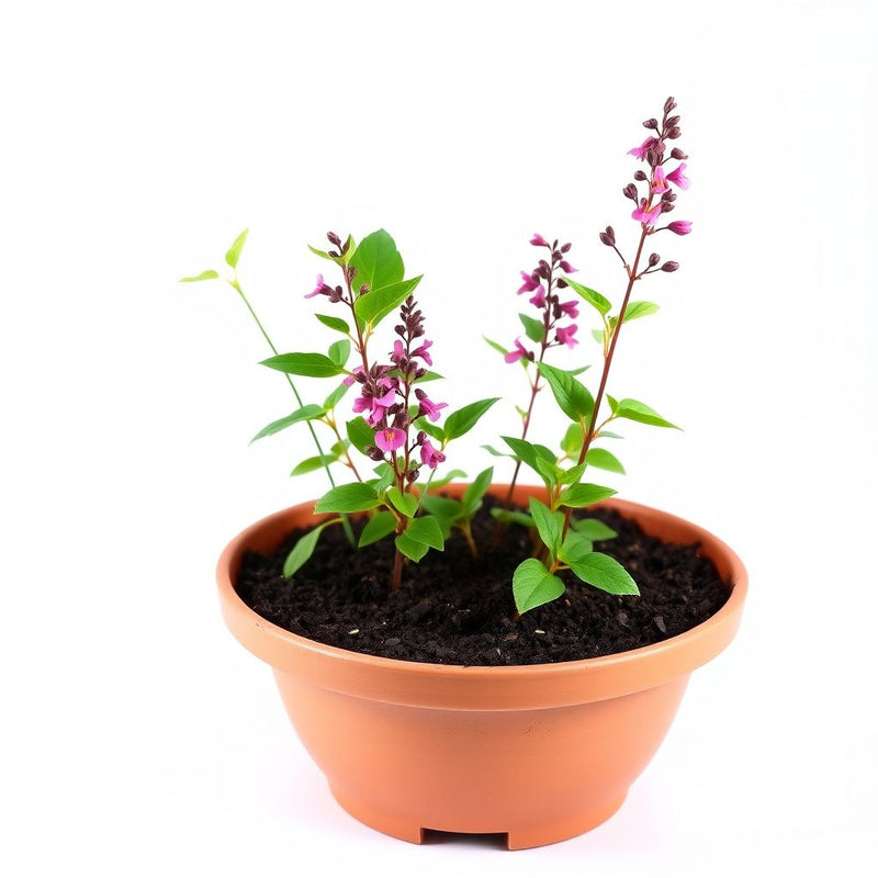 Rosebay Willowherb Epilobium angustifolium Plant Seeds