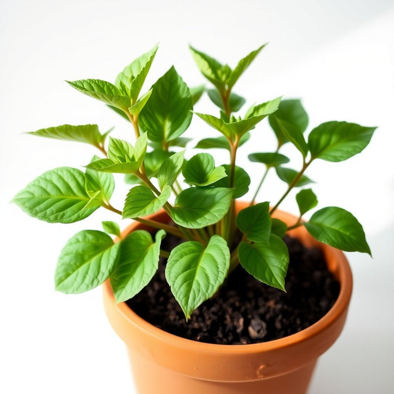 Lady Stratheden Flower seeds for Planting Premium Quality Heirloom & GMO Free Seeds for Home Garden