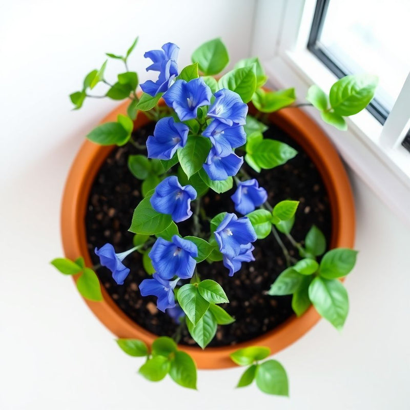 Blue Climbing Vine Seeds - Mandevilla Sanderi for Planting