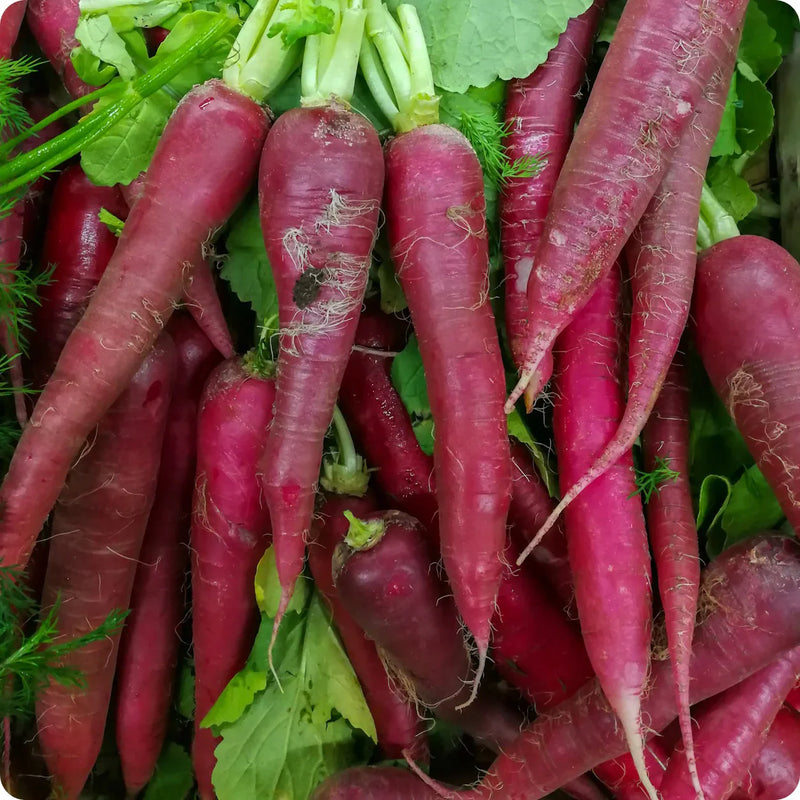 China Rose Rettichsamen Seeds for Spicy, Flavorful Radishes