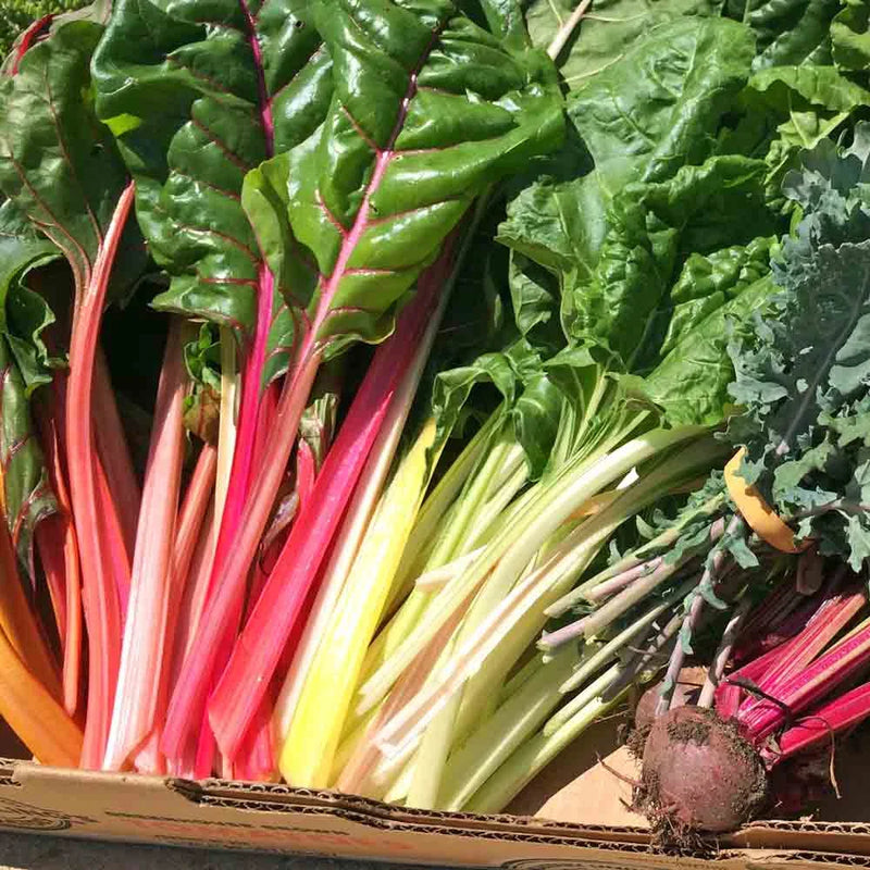 Rainbow Chard Vegetable Seeds for Easy Planting