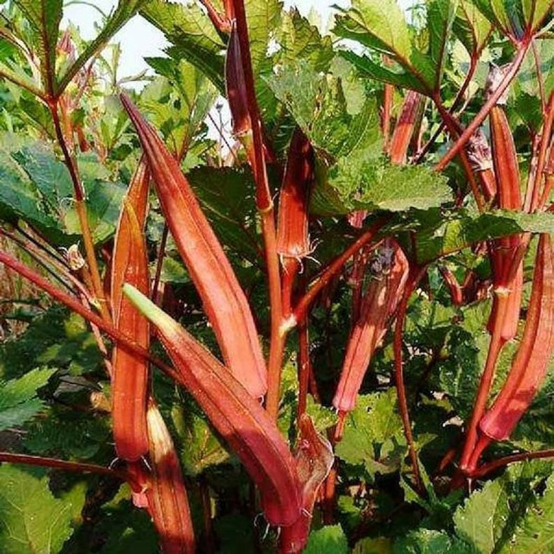 Burgundy Vegetable Seeds for Planting