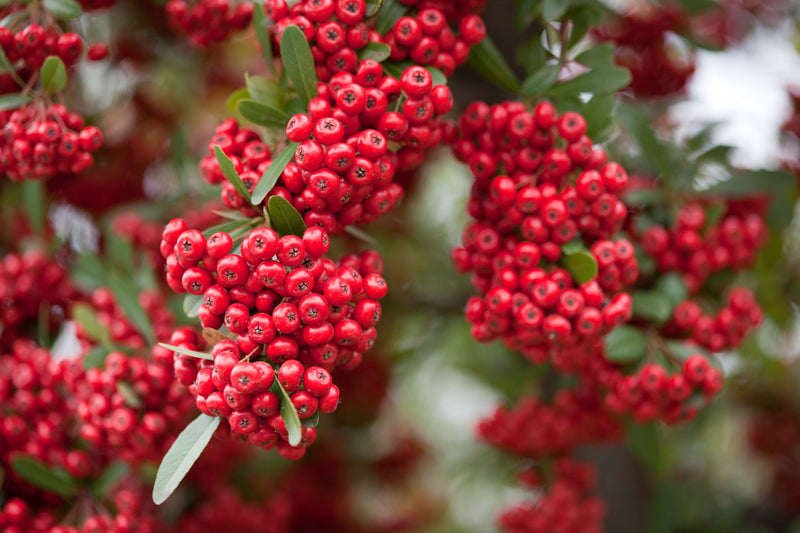 Red Pyracantha Fortuneana Seeds for Planting Vibrant Berries, Easy-Growing Shrub