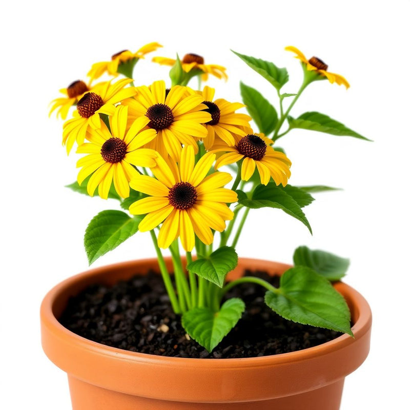 Yellow Rudbeckia Goldstrum Flower Planting Seeds for Bright, Cheerful Blooms in Your Garden