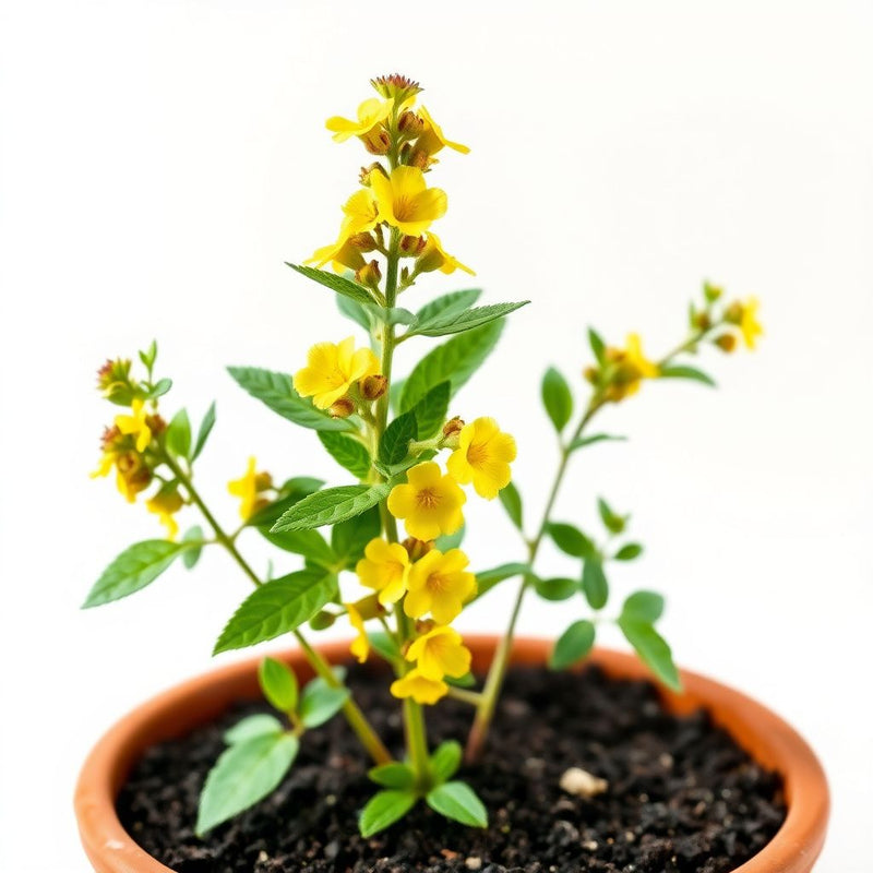 Jerusalem Sage Yellow Flower Seeds for Planting Vibrant and Aromatic Blooms