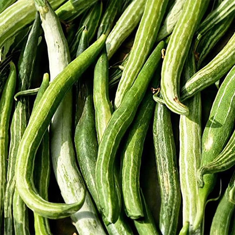 Trichosanthes Cucumerina Seeds for Vegetable Planting