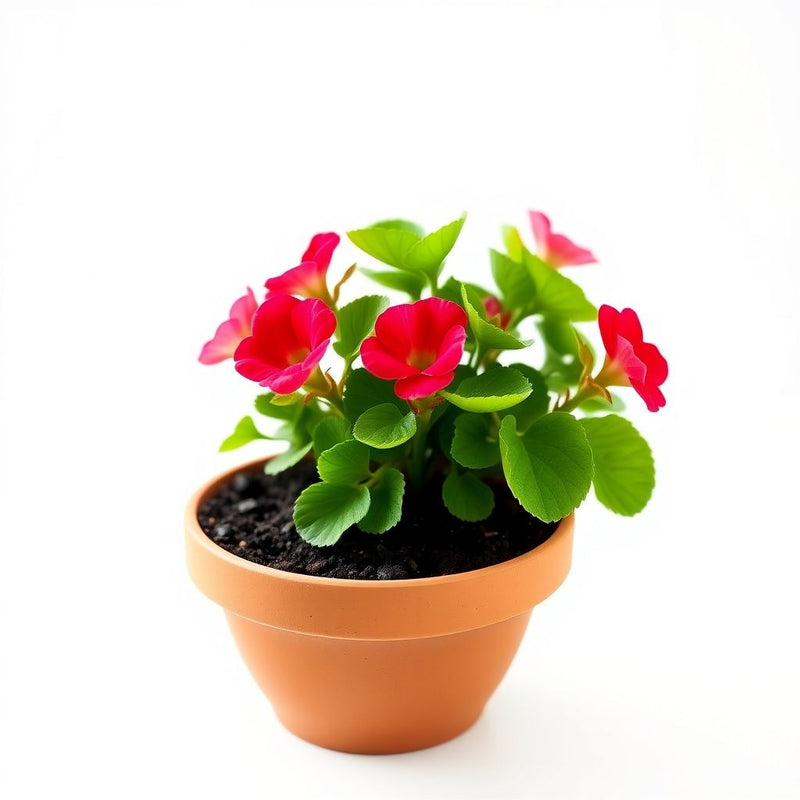 Ruby Jewel Moss Rose Portulaca Seeds for Bright, Vibrant Moss Roses