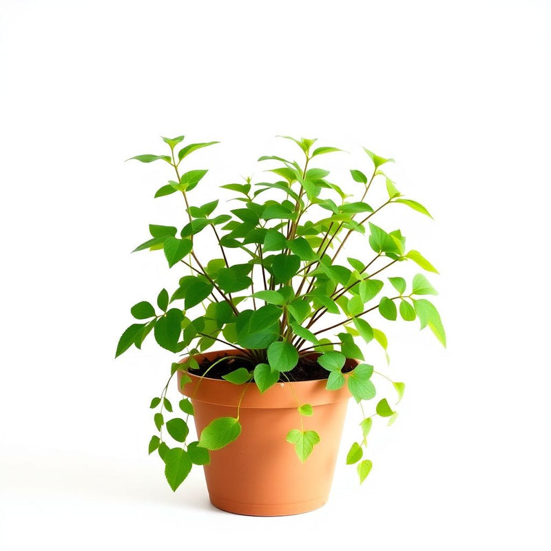 Bladder Senna Bush Seeds for Easy Planting
