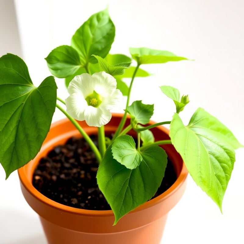Abutilon Flower seeds for Planting Premium Quality Heirloom & GMO Free Seeds for Home Garden