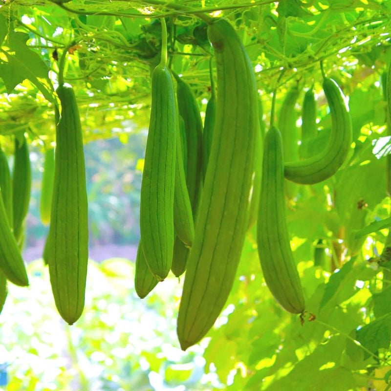 Sponge Gourd Vegetable Seeds for Easy Planting