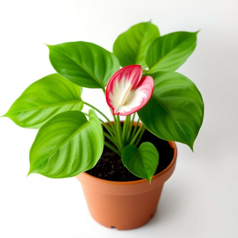 Anthurium Violet Flower Seeds for Unique Planting