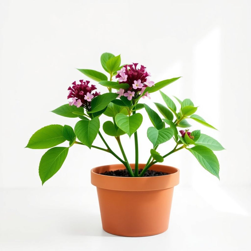 Pentas Lanceolata Seeds for Planting Attract Butterflies with Stunning Blooms