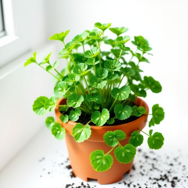 Paracress SpotFlower seeds for Planting - Colorful Display, Heirloom & GMO Free Seeds for Home Garden