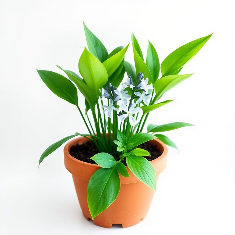 Amsonia Hubrichtii Flower seeds for Planting Long Bloom Season Heirloom & GMO Free Seeds for Home Garden