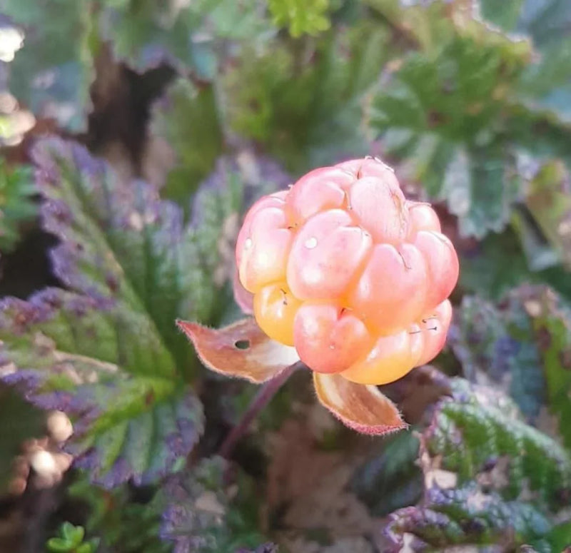 Cloudberry Planting Seeds - Cultivate Rare Garden Fruits