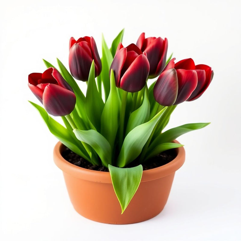 Maroon Tulip Flower seeds for Planting Easy to Grow Heirloom & GMO Free Seeds for Home Garden