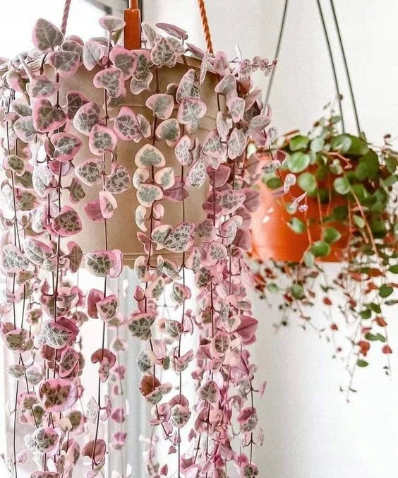Ceropegia String of Hearts Pretty Pink Seeds Flower seeds for Planting - Low Maintenance, Heirloom & GMO Free Seeds for Home Garden
Sale seeds for home garden
