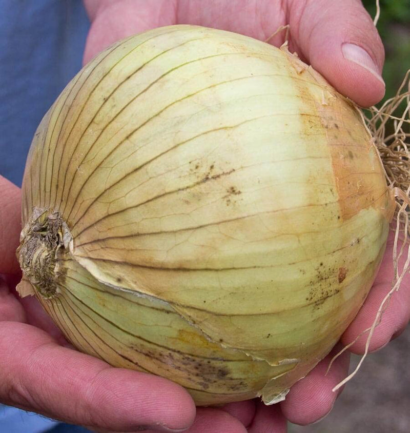 Ailsa Craig onion seeds for planting