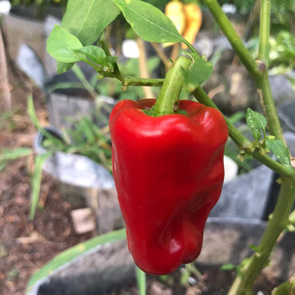 Aleppo pepper seeds for planting in home gardens