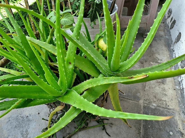 Aloe Vera Flower seeds for Planting - Premium Quality, Heirloom & GMO Free Seeds for Home Garden