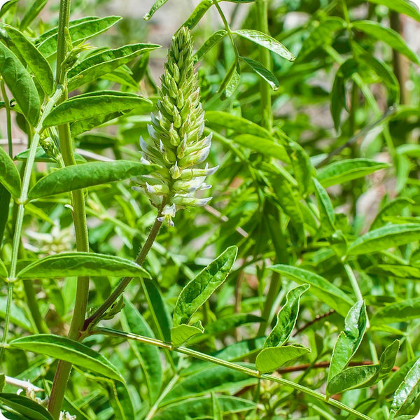 American Licorice seeds Glycyrrhiza lepidota native perennial