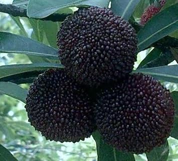 Arbutus Seeds for Planting, Step-by-Step Guide for Growing Unique Fruit Trees