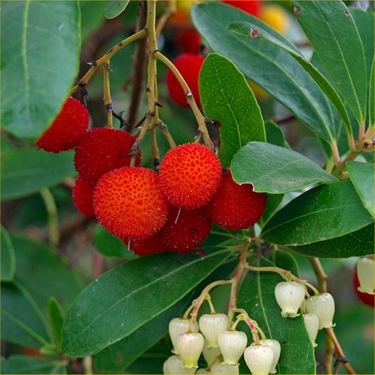 Planting Guide for Arbutus Fruit Seeds