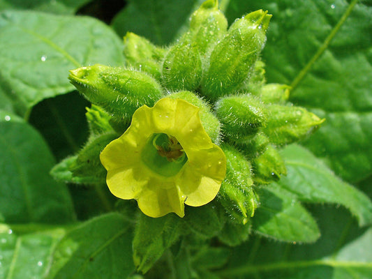 Aztec Tobacco Seeds Nicotiana Rustica Midewiwan Sacred Yellow Flowers