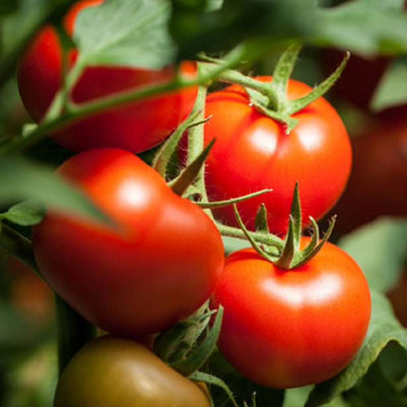 Balkon Red F1 tomato seeds for pots and balconies