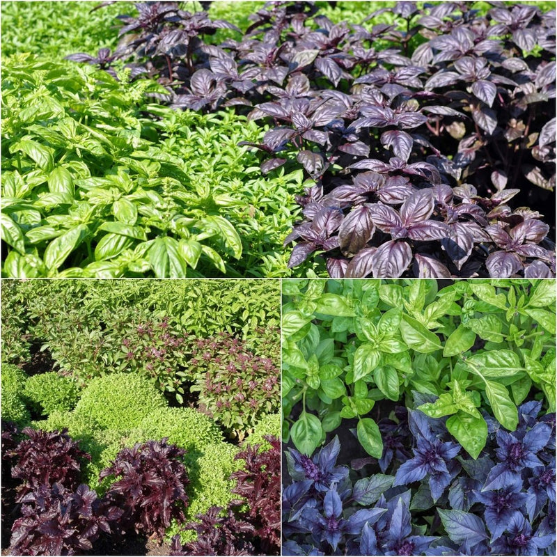 Basil Seed Mix Perfect for Planting