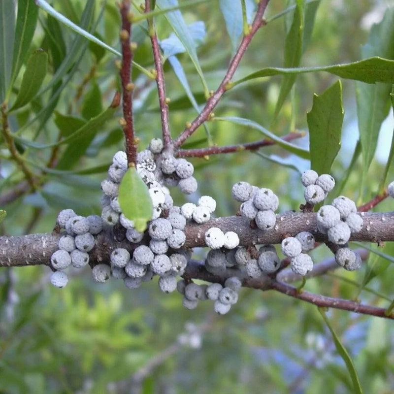 Green Myrtle Myrica Cerifera Seeds for Planting Grow Beautiful Landscapes