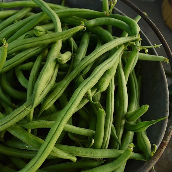 Bean Phaseolus spp seeds for planting
