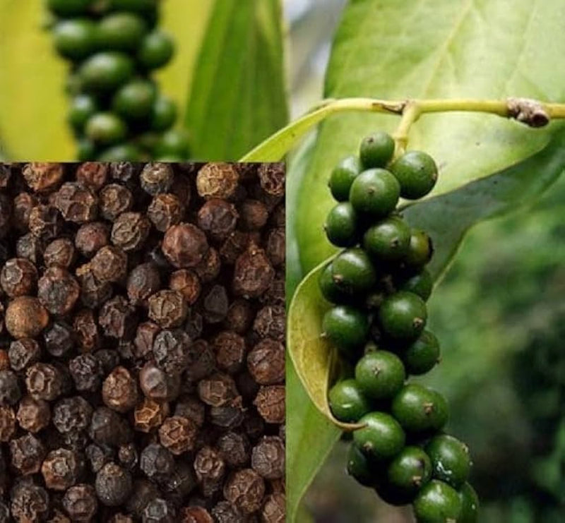 Black Hawk pepper seeds ornamental pepper seeds for planting