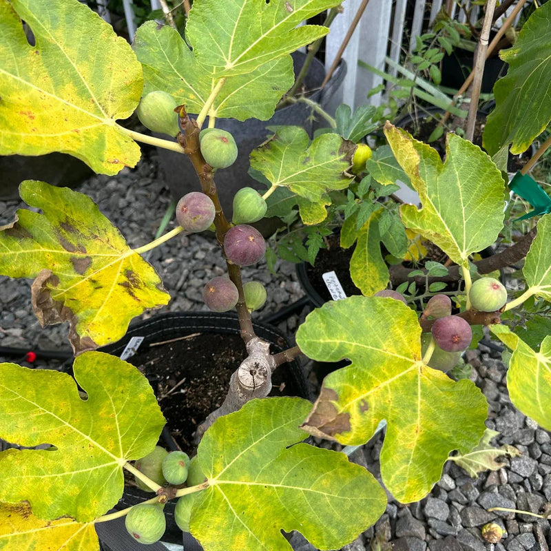 Madeira Fig Fruit Seeds for Planting | Grow Delicious Figs at Home