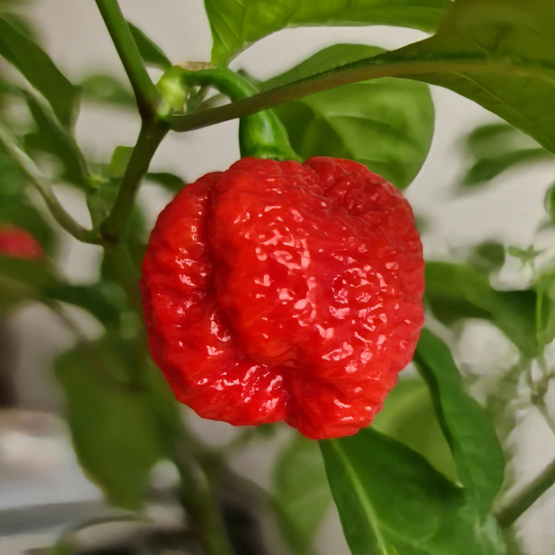 Breath chilli seeds for planting in home gardens