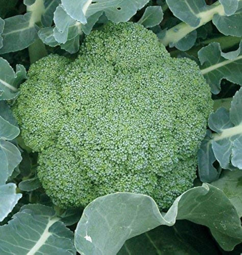 Brassica oleracea broccoli seeds for planting