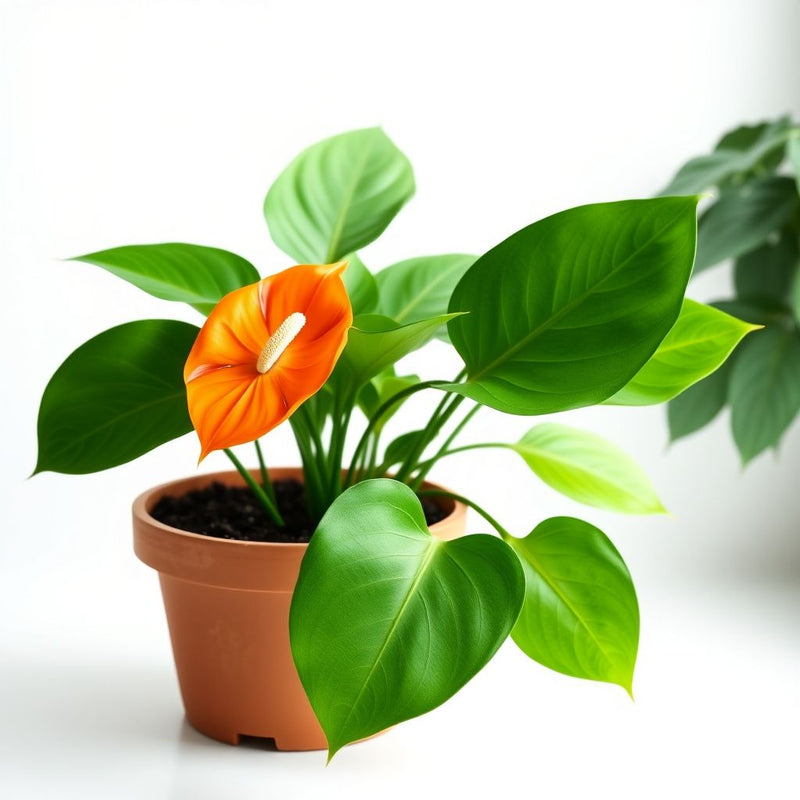 Anthurium Orange Blue Flower seeds for Planting - Pollinator Friendly, Heirloom & GMO Free Seeds for Home Garden