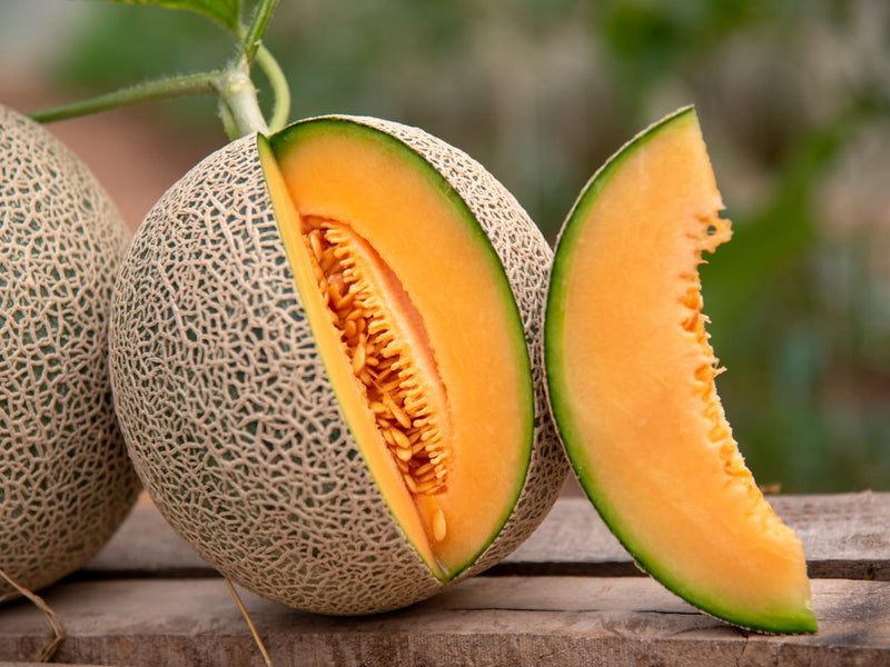 Cantaloupe Melon Seeds planting guide for high yield melons