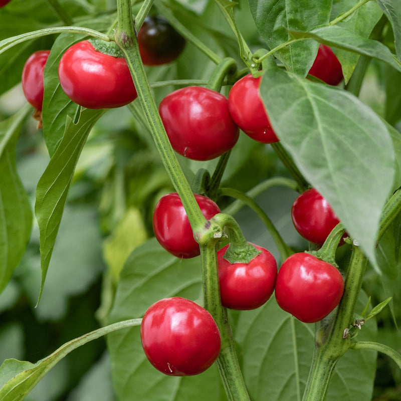 Cherry pepper plant growing in pot