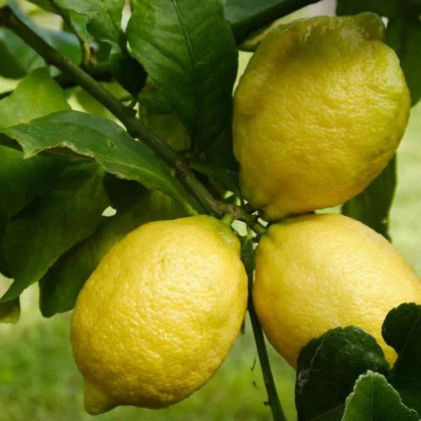 Eureka Fruit Seeds for Easy Planting