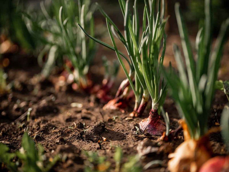 Climbing onion seeds Allium cepa for planting