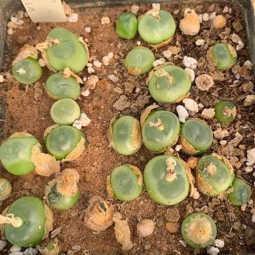 Green Conophytum Ratum Flower seeds for Planting - Garden Favorite, Heirloom & GMO Free Seeds for Home Garden