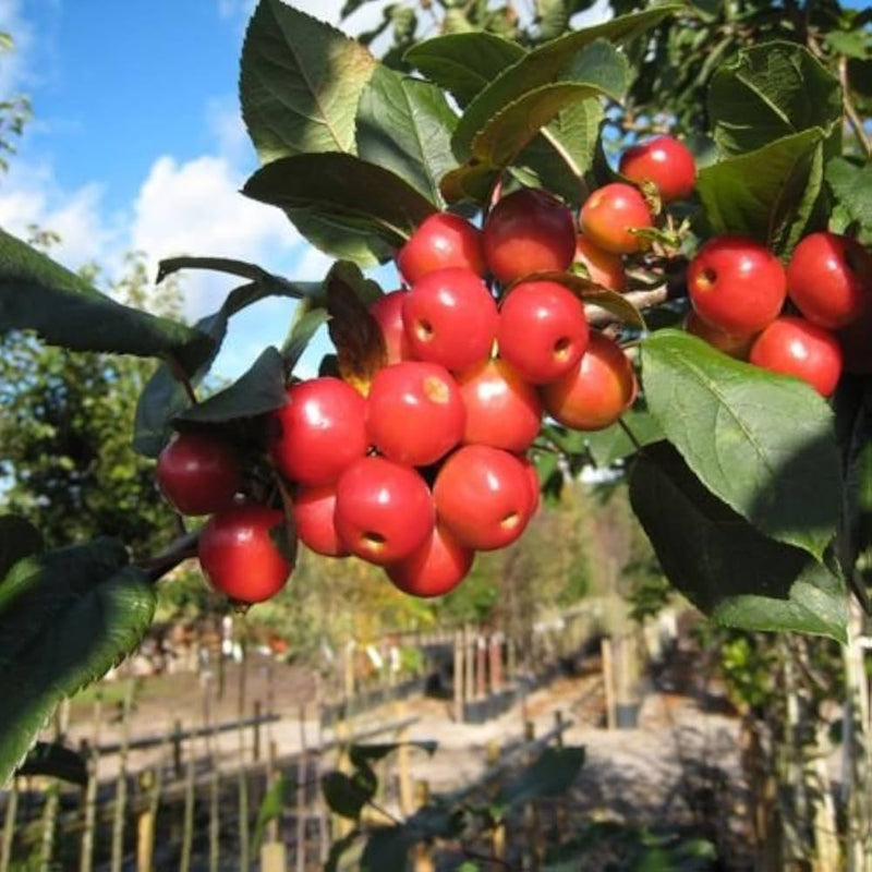 Crab Apple seeds for planting Malus sylvestris