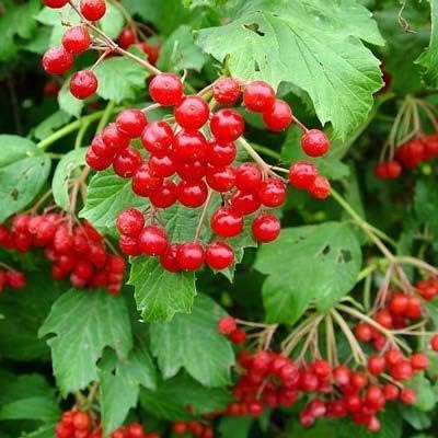 Cranberry seeds for planting in garden