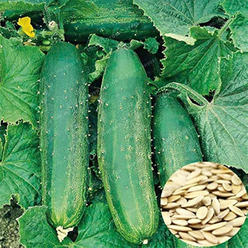 Cucumber Cucumis sativus seeds for planting