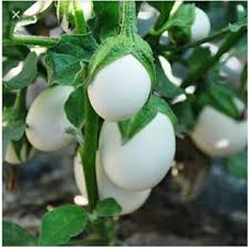 White Eggplant Seeds for Vegetable Planting