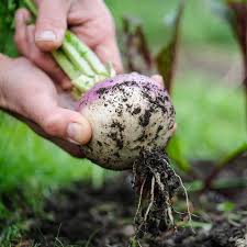 Purple White Rutabaga Seeds for Planting, Vegetable Seeds