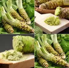Horseradish Planting Seeds Grow Your Own Spicy Root